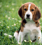 Beagle dog