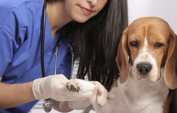 professional veterinarian vaccinates a Beagle dog