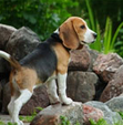 “Beagle Training” Guide
