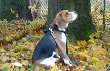 Training Beagle To Sit