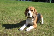Training a Beagle to Lay Down