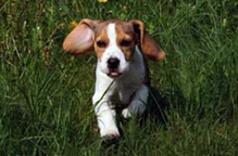 Teaching a Beagle to Come To You